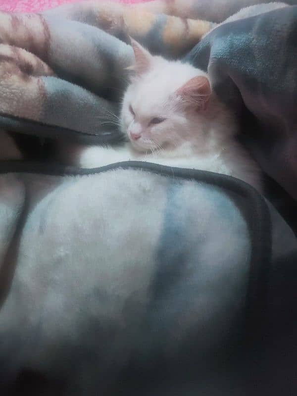 Beautiful white Persian cat golden eyes for sale no 03338916325 3