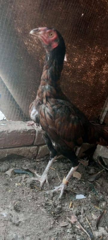 aseel kurak murgi available Or Bride Hi available jai WhatsApp Sim on 4