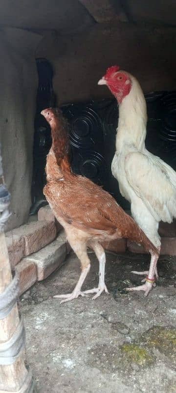 aseel kurak murgi available Or Bride Hi available jai WhatsApp Sim on 6