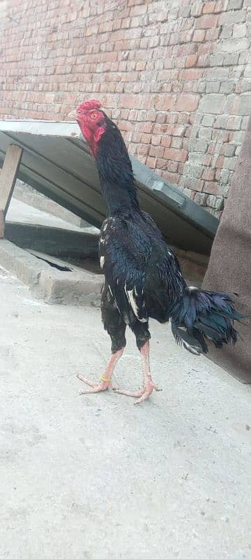 aseel kurak murgi available Or Bride Hi available jai WhatsApp Sim on 7