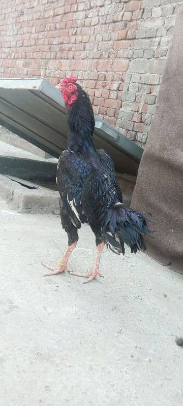 aseel kurak murgi available Or Bride Hi available jai WhatsApp Sim on 9