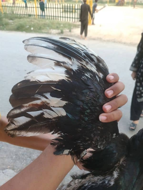 aseel for sale 4