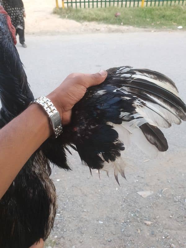 aseel for sale 5