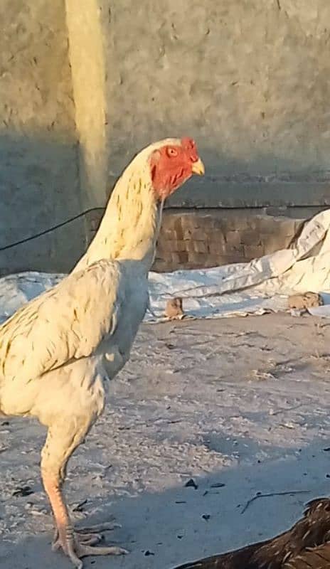 white Shamo pair for sale 0