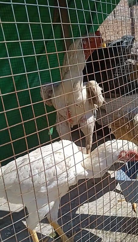 white Shamo pair for sale 1