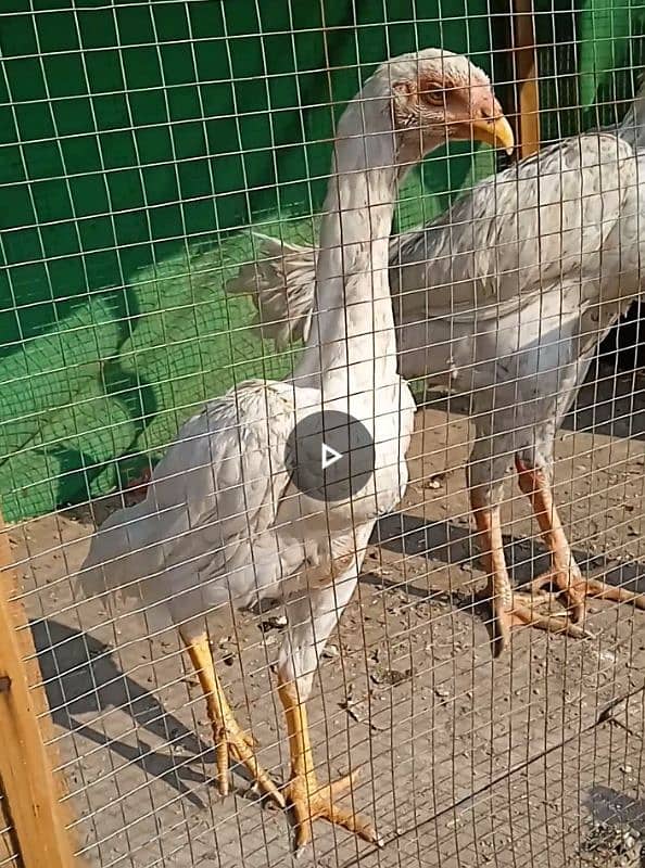 white Shamo pair for sale 2