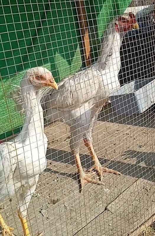 white Shamo pair for sale 3