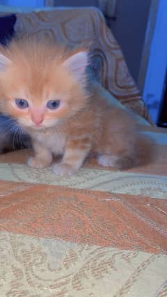 baby kitten