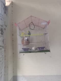 Australian parrots