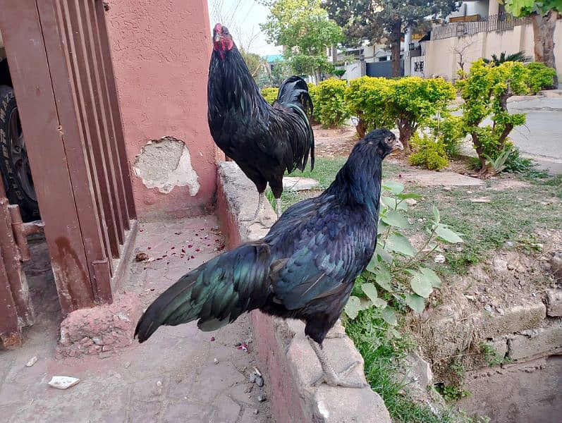 black samatra 0