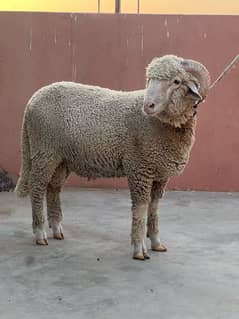 Gulabi Long tail sheep 10 months age
