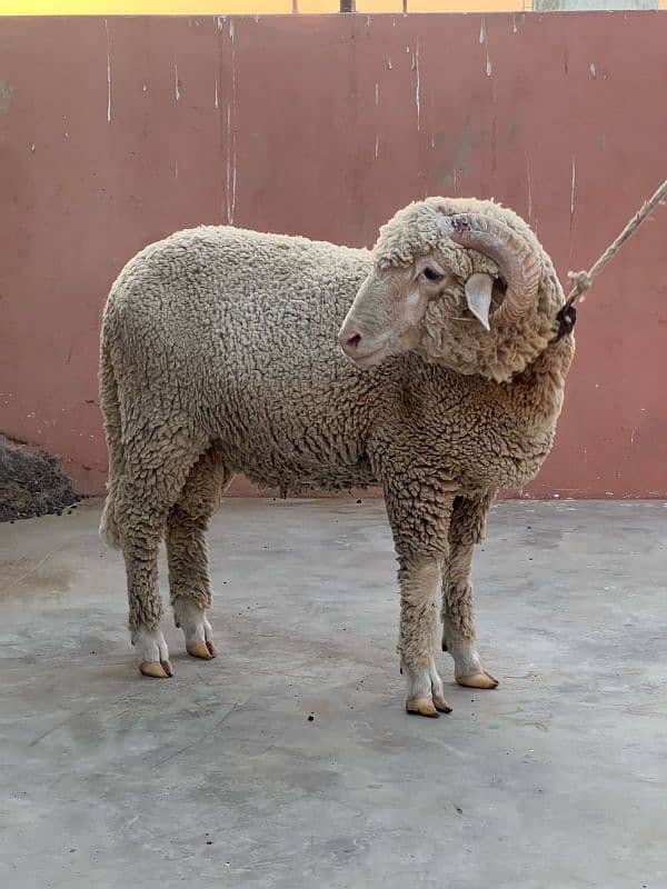 Gulabi Long tail sheep 10 months age 1