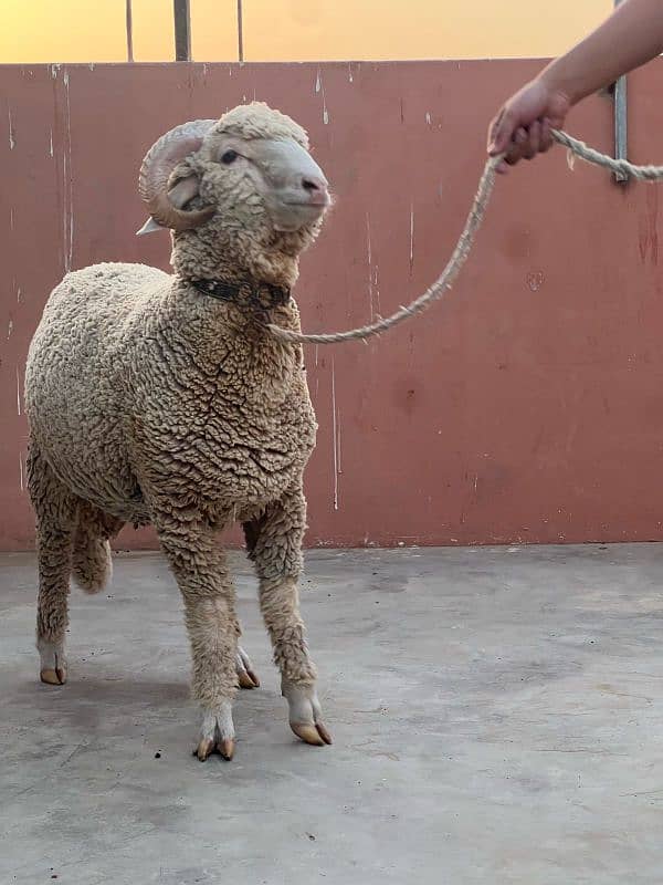 Gulabi Long tail sheep 10 months age 2