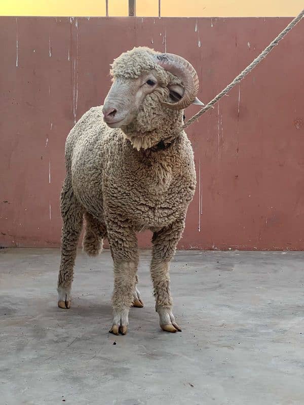 Gulabi Long tail sheep 10 months age 3