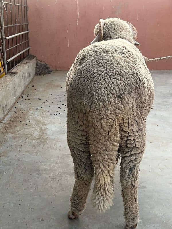 Gulabi Long tail sheep 10 months age 4