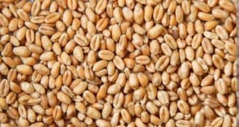 Wheat