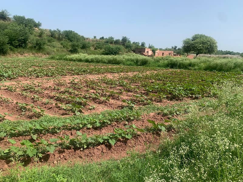 Agricultural Land For Sale In Attock, Punjab, Pakistan 4