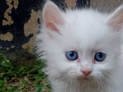 Persian kitten male and female both avalible long hair