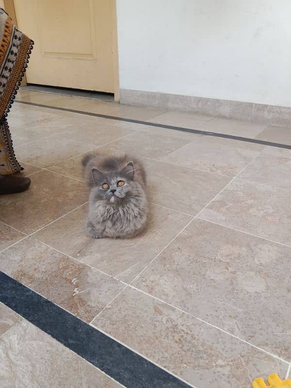 healthy active cat 0