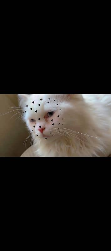 beautiful cat 0