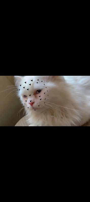 beautiful cat 1