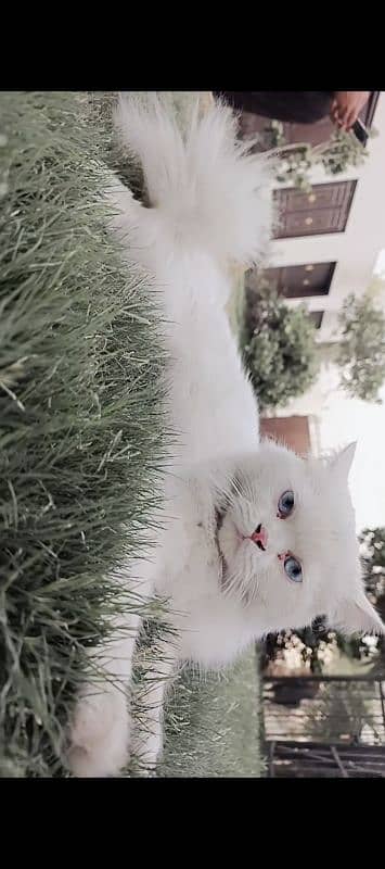 beautiful cat 2