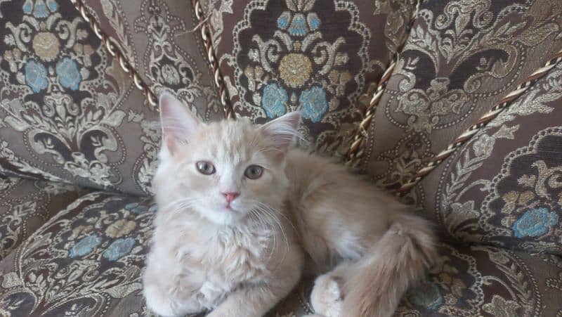 kittens for sale 0