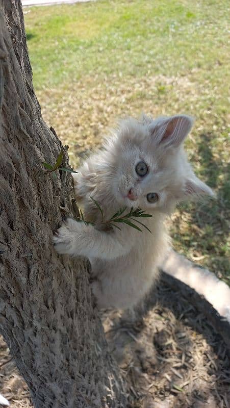 kittens for sale 1
