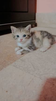 kitten
