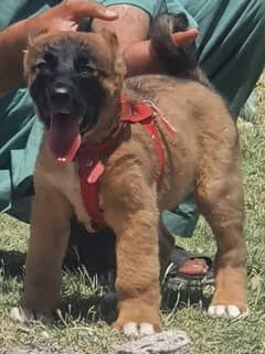 Turkish kangal |Turkish kangal puppy | Turkish kangal dog | Turkish