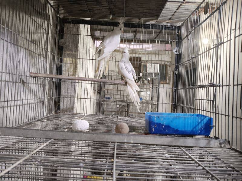 FALLOW COKATIELS WHITE FACE PIED,  V PIED & SPOTTED PAIRS AVAILABLE 0