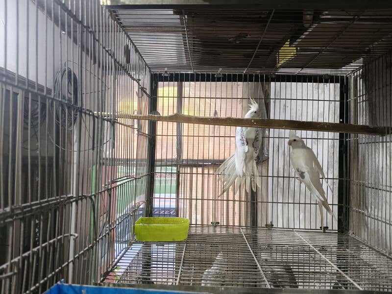 FALLOW COKATIELS WHITE FACE PIED,  V PIED & SPOTTED PAIRS AVAILABLE 1