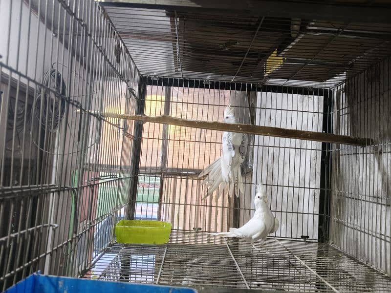 FALLOW COKATIELS WHITE FACE PIED,  V PIED & SPOTTED PAIRS AVAILABLE 2