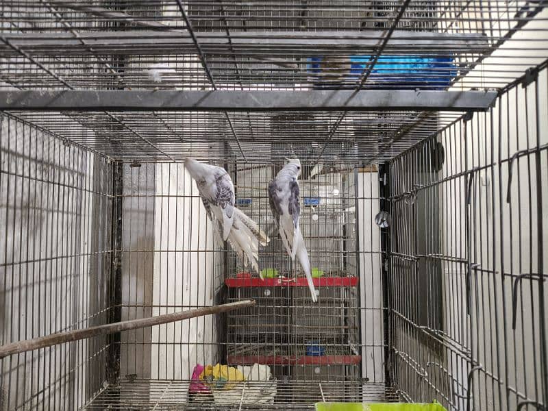 FALLOW COKATIELS WHITE FACE PIED,  V PIED & SPOTTED PAIRS AVAILABLE 3