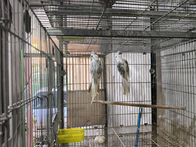 FALLOW COKATIELS WHITE FACE PIED,  V PIED & SPOTTED PAIRS AVAILABLE 4