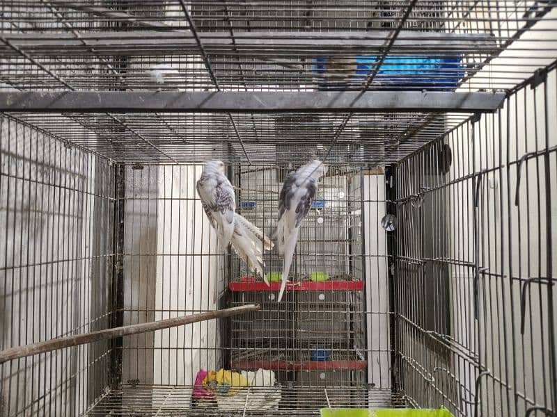 FALLOW COKATIELS WHITE FACE PIED,  V PIED & SPOTTED PAIRS AVAILABLE 5