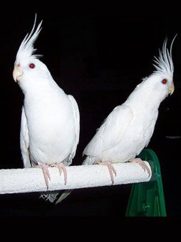COCKTAIL PAIR FOR SALE 1