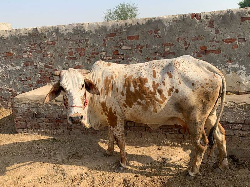 Cholistani Cow 0