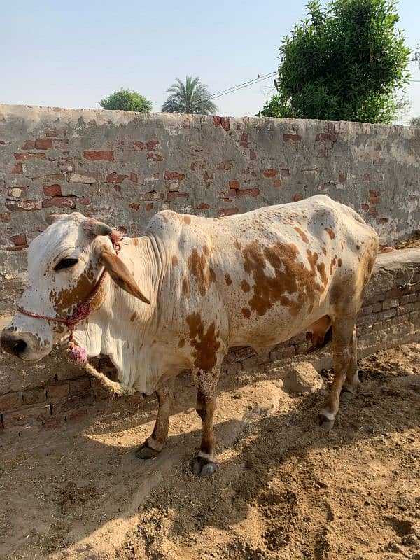Cholistani Cow 1