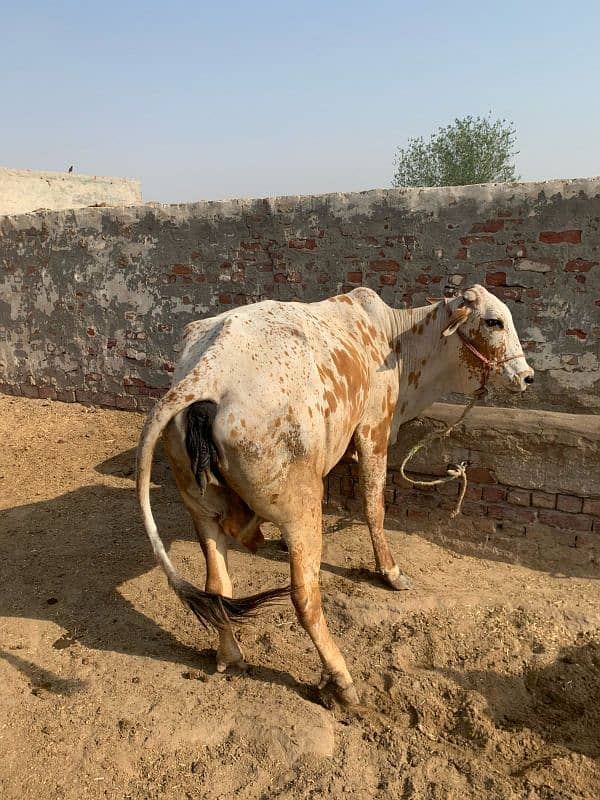 Cholistani Cow 2