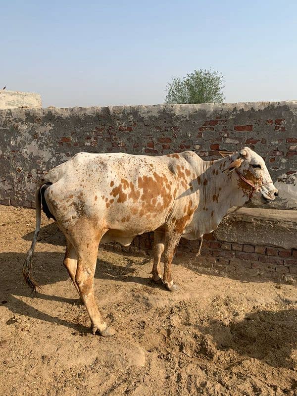 Cholistani Cow 3