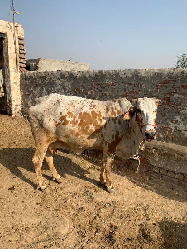 Cholistani Cow 4