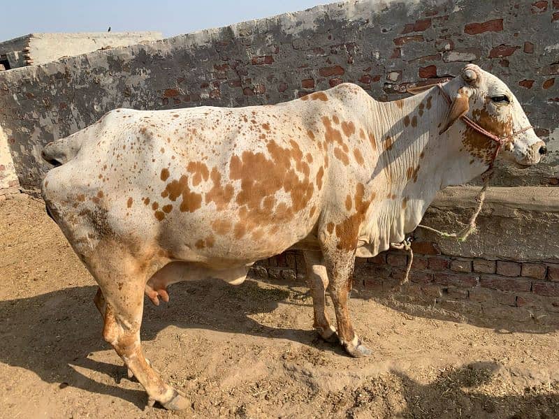 Cholistani Cow 5