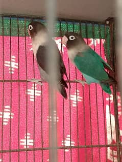 pair