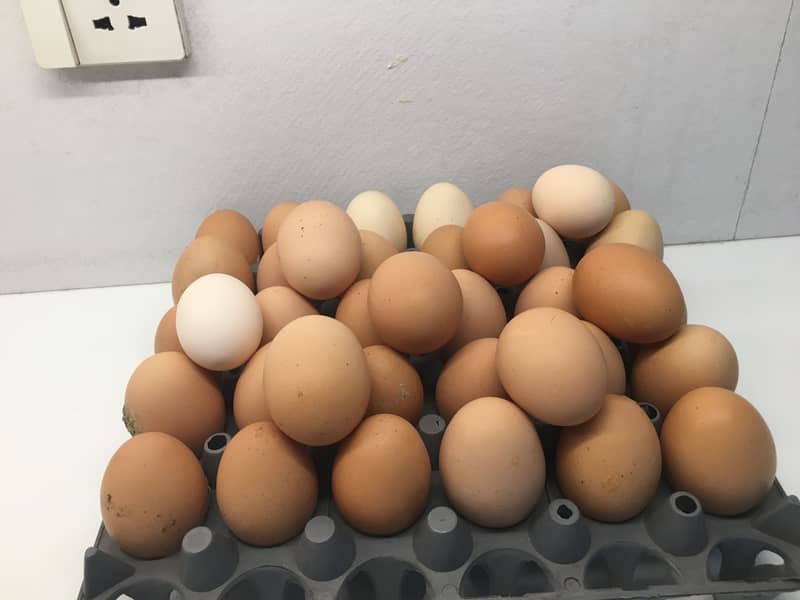 Organic eggs (12 large size) 0