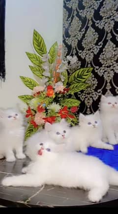 KITTENS FOR SALE