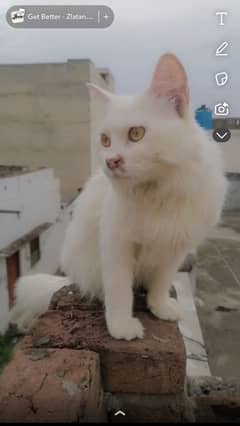 Male ha white