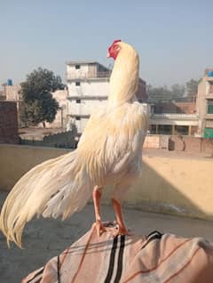 murga