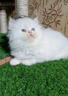 Persian  | Persian Cat | Punch Face Persian 03304246398 WhatsApp