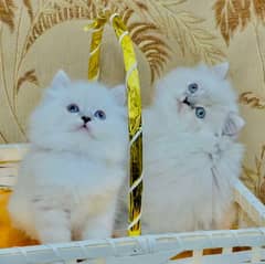 persian cat /persian kitten/ long coated cat / 03185129768